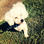 Profile Picture of Brian Jacobo🐶🐾👌🏼 (@brianjacobo2019) on Instagram