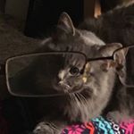 Profile Picture of Iris, Hunter, and Little (@three.litl.greblims) on Instagram