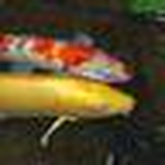 Profile Picture of Steve Romig (@romig) on Flickr