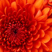 Profile Picture of Alinafe Chiguma (@alinafechiguma8949) on Youtube