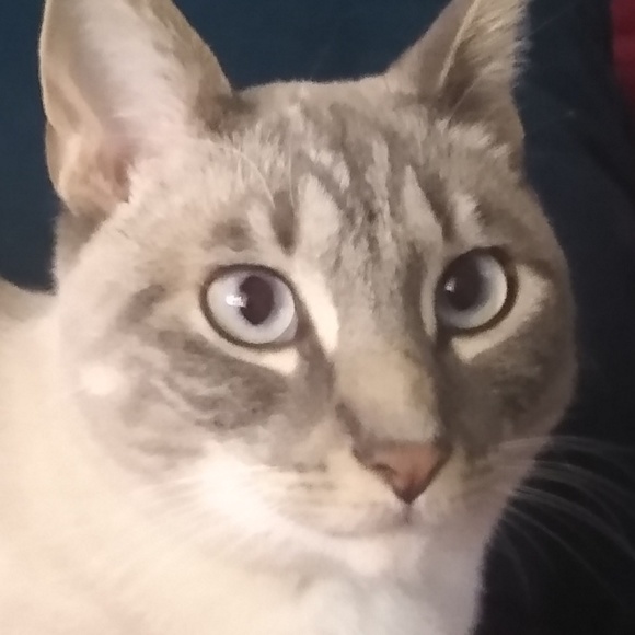 Profile Picture of Emily Shadow (@cat_emily_hah) on Poshmark