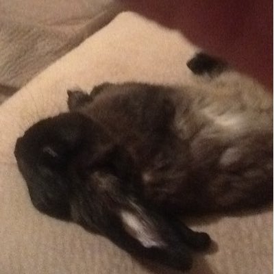 Profile Picture of Christian Wheeler (@JHONBOZO9231) on Twitter