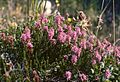 Profile Picture of Erica spiculifoliaon Wikipedia