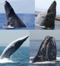 Profile Picture of Baleen whaleon Wikipedia