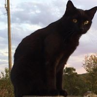 Profile Picture of Alice Bronner (@alice-bronner) on Quora