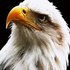 Profile Picture of Asif Aziz Qureshi (@asif aziz1) on Flickr