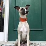 Profile Picture of George Harper Clark 🐾 (@whippetgeorge) on Instagram