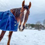 Profile Picture of Patrick & Kaitlin 💜🍩 (@asb_dressage_patrick) on Instagram