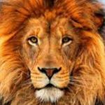 Lion's Lair - Instagram Profile Picture of Lion's Lair (@manrich143) on Instagram