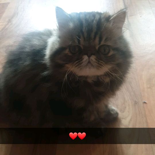 Profile Picture of Brohanson (@brohanson0) on Tiktok