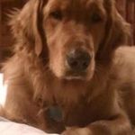 Profile Picture of Robin Hayek Stenson (@wngsfn) on Instagram