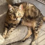 Captain Chewie Broderdorf - Instagram Profile Picture of Captain Chewie Broderdorf (@chewiethepiratecat) on Instagram