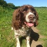 Profile Picture of Chris Guy (@chrisguyplastering) on Instagram