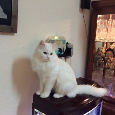 Profile Picture of Shiny Mathew (@shinyma12148200) on Twitter
