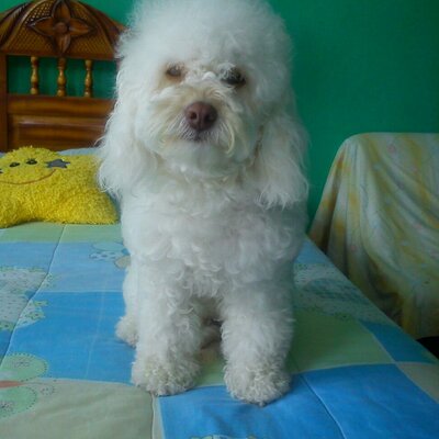 Profile Picture of Daniel Casiano (@daniel130993) on Twitter