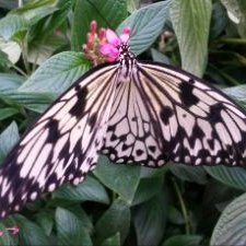 Georgina Rees - Twitter Profile Picture of Georgina Rees (@Gige76) on Twitter