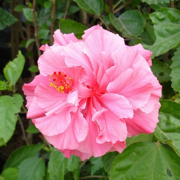 Profile Picture of Simone Adams (@saadams500) on Poshmark