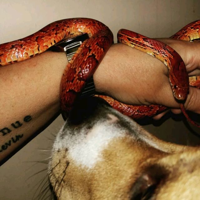 Profile Picture of Lori Schmidt (@lizardladytennessee) on Tiktok