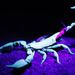 Profile Picture of Thomas Foresta (@thomasforesta) on Pinterest