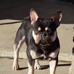 Profile Picture of Cindy Karwandy (@incredibullzfrenchies) on Instagram