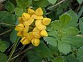 Profile Picture of Lotus pedunculatuson Wikipedia