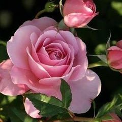 Profile Picture of Francis Echavarria (@francisechavarria5) on Tiktok