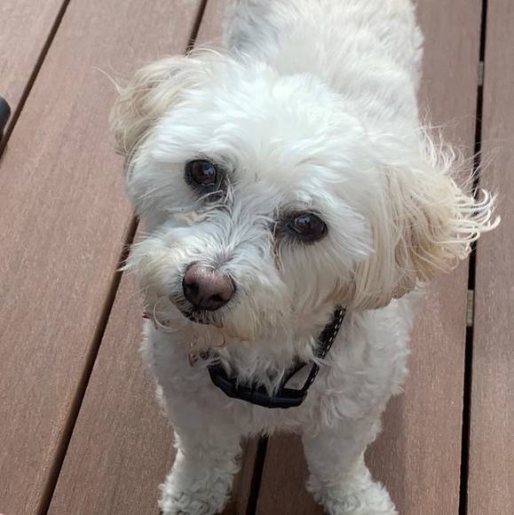 Profile Picture of Kristy Scanlon (@kristys11) on Poshmark