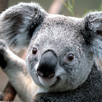 Profile Picture of Steven Oyer (@stevenoyer1) on Twitter