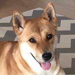 Profile Picture of 조황진(암컷)🐕 (@___jinii) on Instagram