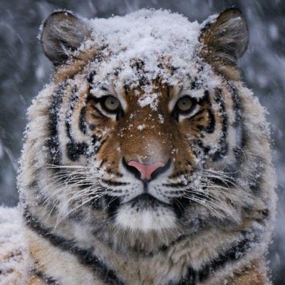 Profile Picture of John Plummer (@GoldtigerJohn) on Twitter
