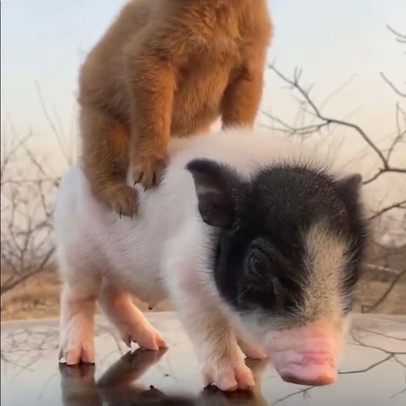 Profile Picture of Laura Notar (@lauramalac) on Poshmark