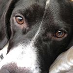 Nathan Dennison - Instagram Profile Picture of Nathan Dennison (@natti_d9) on Instagram