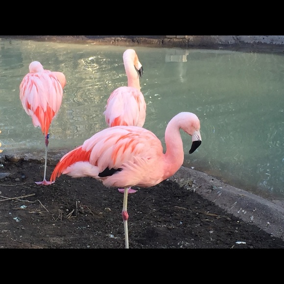 Profile Picture of Shelby Kawamura (@shelbykawamura) on Poshmark