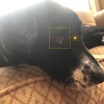 Profile Picture of Juno Jordan (@juno_thecutedog) on Instagram