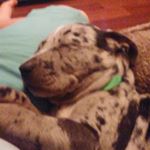 Profile Picture of joseph decelles (@dumb_potatoe) on Instagram