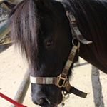 Profile Picture of Lisa_Malabar (@lisa_malabar) on Instagram