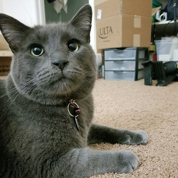 Profile Picture of Cecilia Yuen (@xwhoosh) on Poshmark