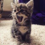Profile Picture of Tabitha Betsy Crowlips (@tabitha_crowlips) on Instagram