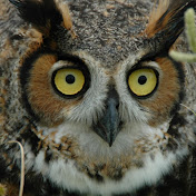 Profile Picture of Tim Danner (@TimDanner) on Youtube