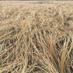 Profile Picture of Adrian Whitley Jayne (@whitleygoods) on Instagram