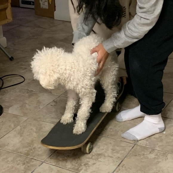 Profile Picture of Chloe Zheng (@wyntrade) on Poshmark