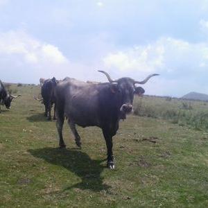 Profile Picture of Hugo Gomez Pando (@hugoruente) on Twitter