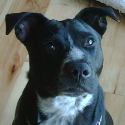 Profile Picture of Karl A Hoffman (@Karl_A_Hoffman) on Twitter