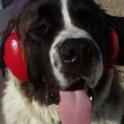 Profile Picture of Erica Astle-Mulberry (@emulberry) on Pinterest