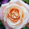 Profile Picture of amy Lyster (@@amylyster) on Tiktok