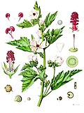 Profile Picture of Althaea officinalison Wikipedia