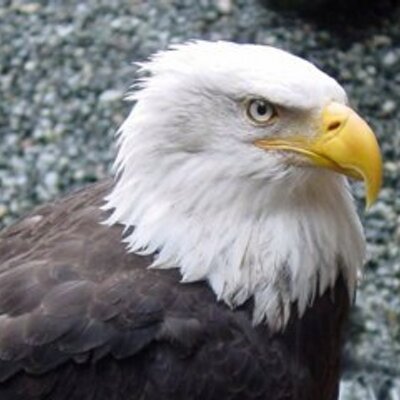 DanPed - Twitter Profile Picture of DanPed (@DanPeddicord) on Twitter