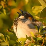 Profile Picture of Mark (@marks_nature_blog) on Instagram