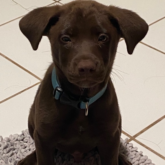 Profile Picture of Amanda Cedre (@cedreisa) on Poshmark