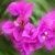 Profile Picture of Doris Dvorak-Helfrich (@dorisdvorakhelf) on Pinterest